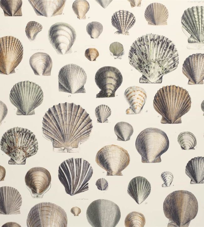 Captain Thomas Browns Shells Wallpaper by Designers Guild Oyster
