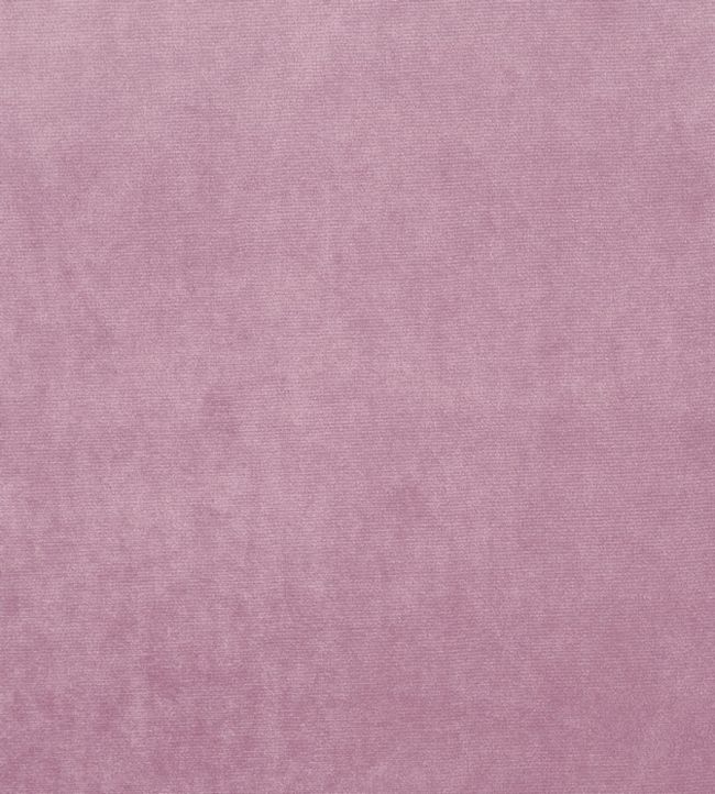 Velour Fabric by Prestigious Textiles Orchid