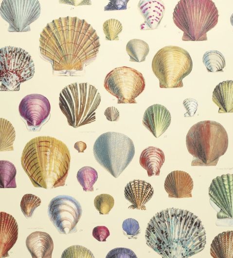 Captain Thomas Browns Shells Wallpaper by Designers Guild Sepia