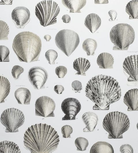 Captain Thomas Browns Shells Wallpaper by Designers Guild Pearl