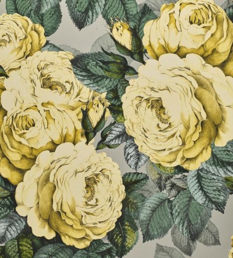 The Rose Wallpaper by Designers Guild Mimosa