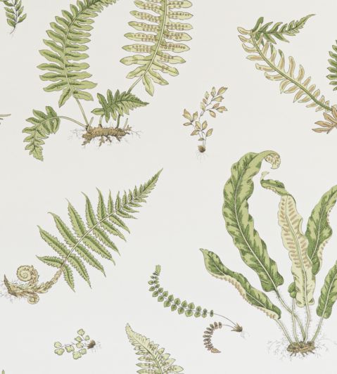 Ferns Wallpaper by GP & J Baker Leaf