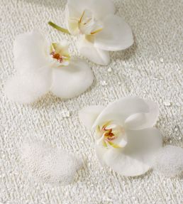 Athena Fabric by Thibaut Latte