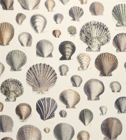 Captain Thomas Browns Shells Wallpaper by Designers Guild Oyster