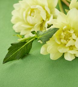 Club Velvet Fabric by Thibaut Grass