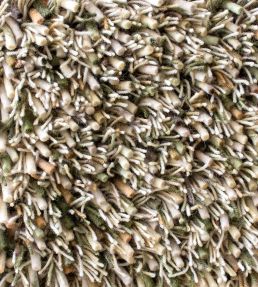Brink & Campman Spring rug Fresh Hay 59137140200 Fresh Hay