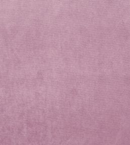 Velour Fabric by Prestigious Textiles Orchid