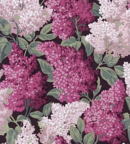 Lilac Grandiflora Wallpaper by Cole & Son Magenta & Blush on Charcoal