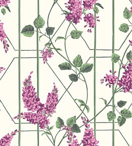 Wisteria Wallpaper by Cole & Son Magenta & Leaf Green on White