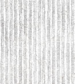 Cork Forest Wallpaper by Thibaut Black and White