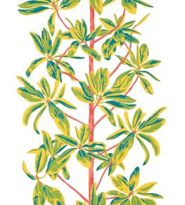 Mangrove Tree Wallpaper by Thibaut Coral