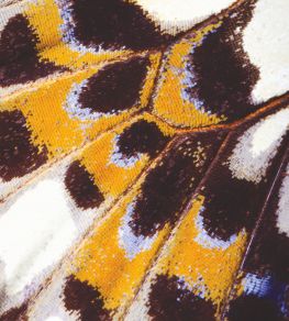 Mariposa L Mural by Casadeco Orange