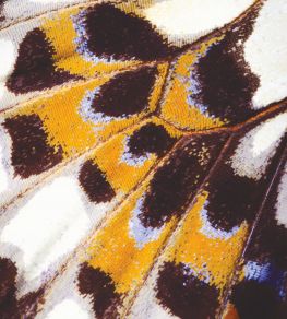 Mariposa M Mural by Casadeco Orange