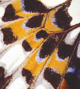 Mariposa S Mural by Casadeco Orange