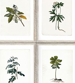 Botany Wallpaper by MINDTHEGAP Green,Grey