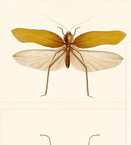 Entomology Wallpaper by MINDTHEGAP Brown,Taupe