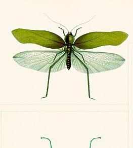 Entomology Wallpaper by MINDTHEGAP Green,Taupe