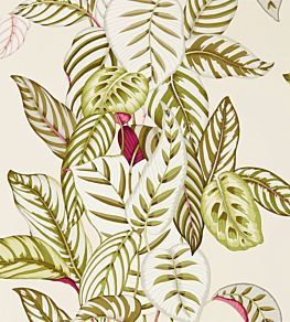 Calathea Wallpaper by Sanderson Olive