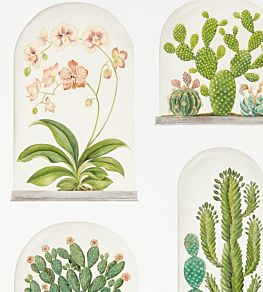 Terrariums Wallpaper by Sanderson Chalk/Green