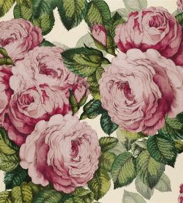The Rose Wallpaper by Designers Guild Tuberose